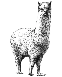 Huacaya