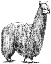 Suri