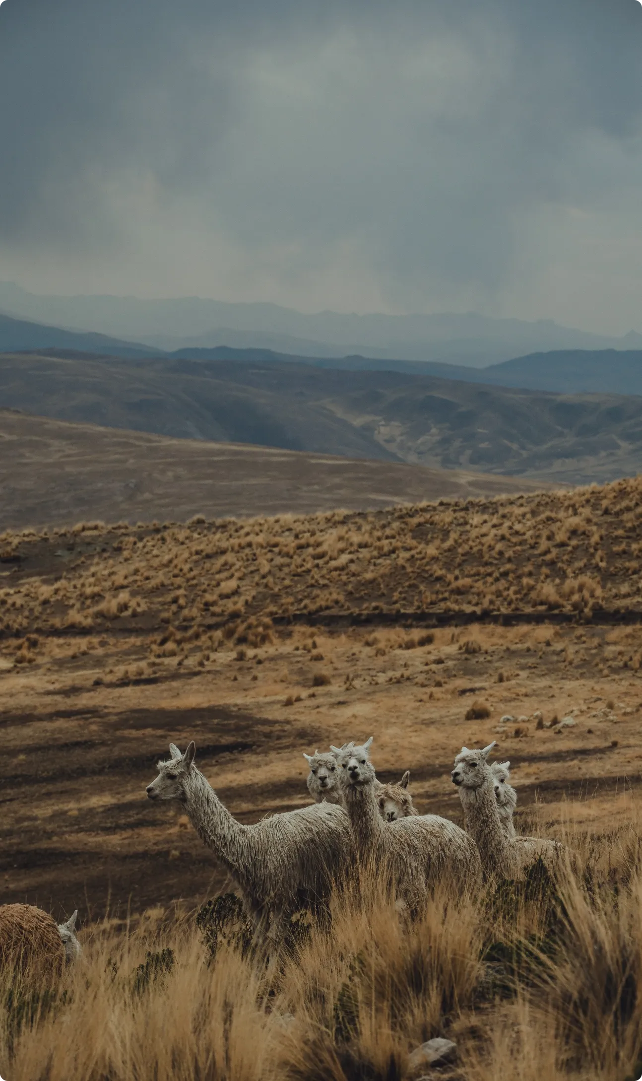 alpacas sorani