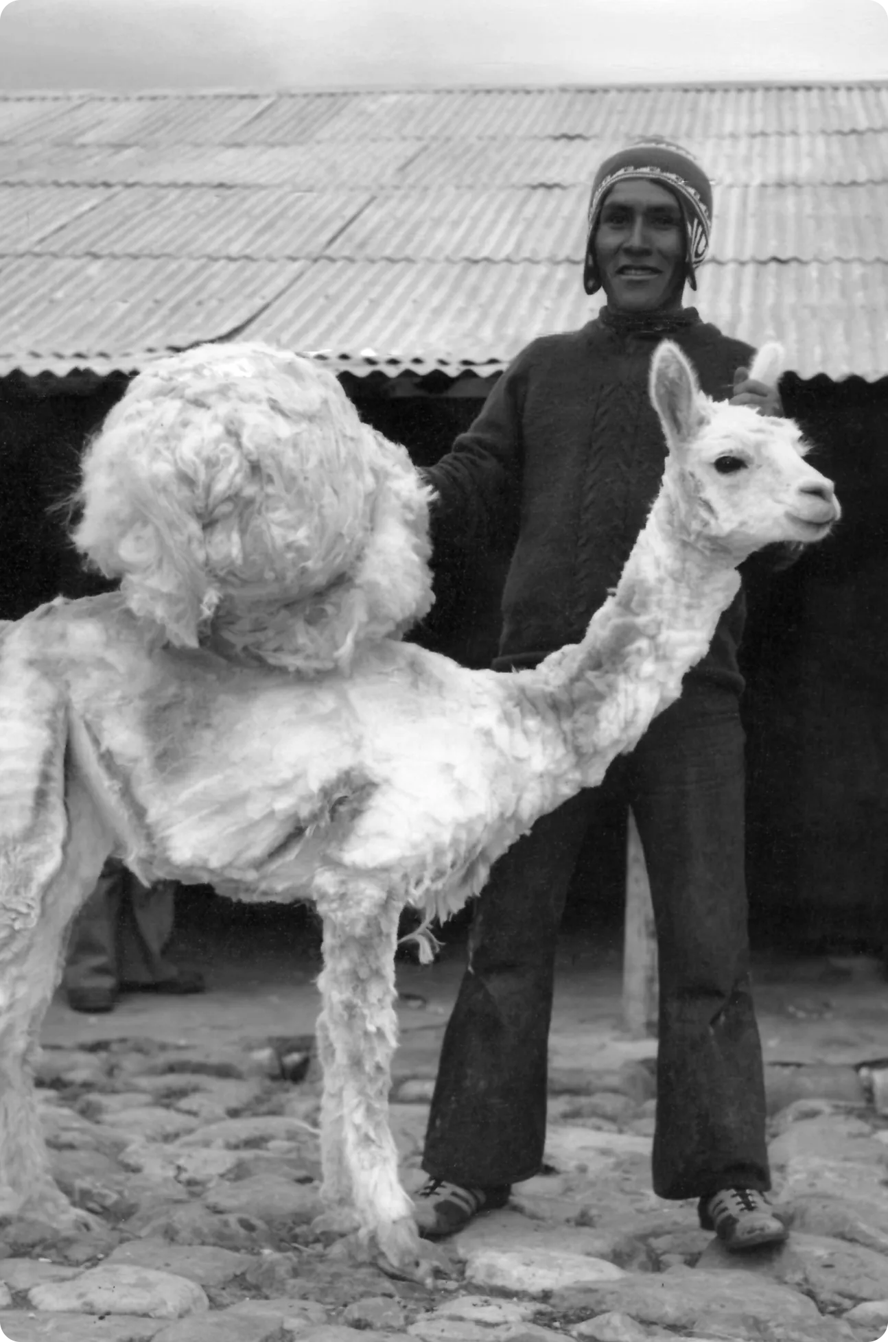 alpacas