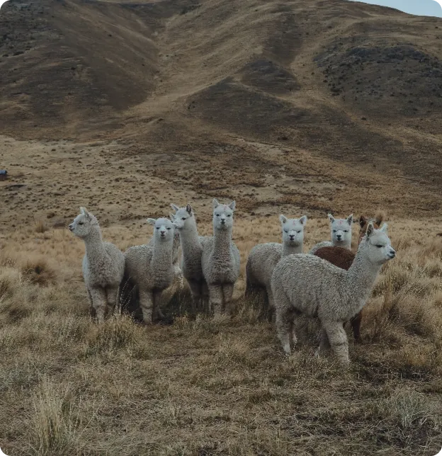 alpaca