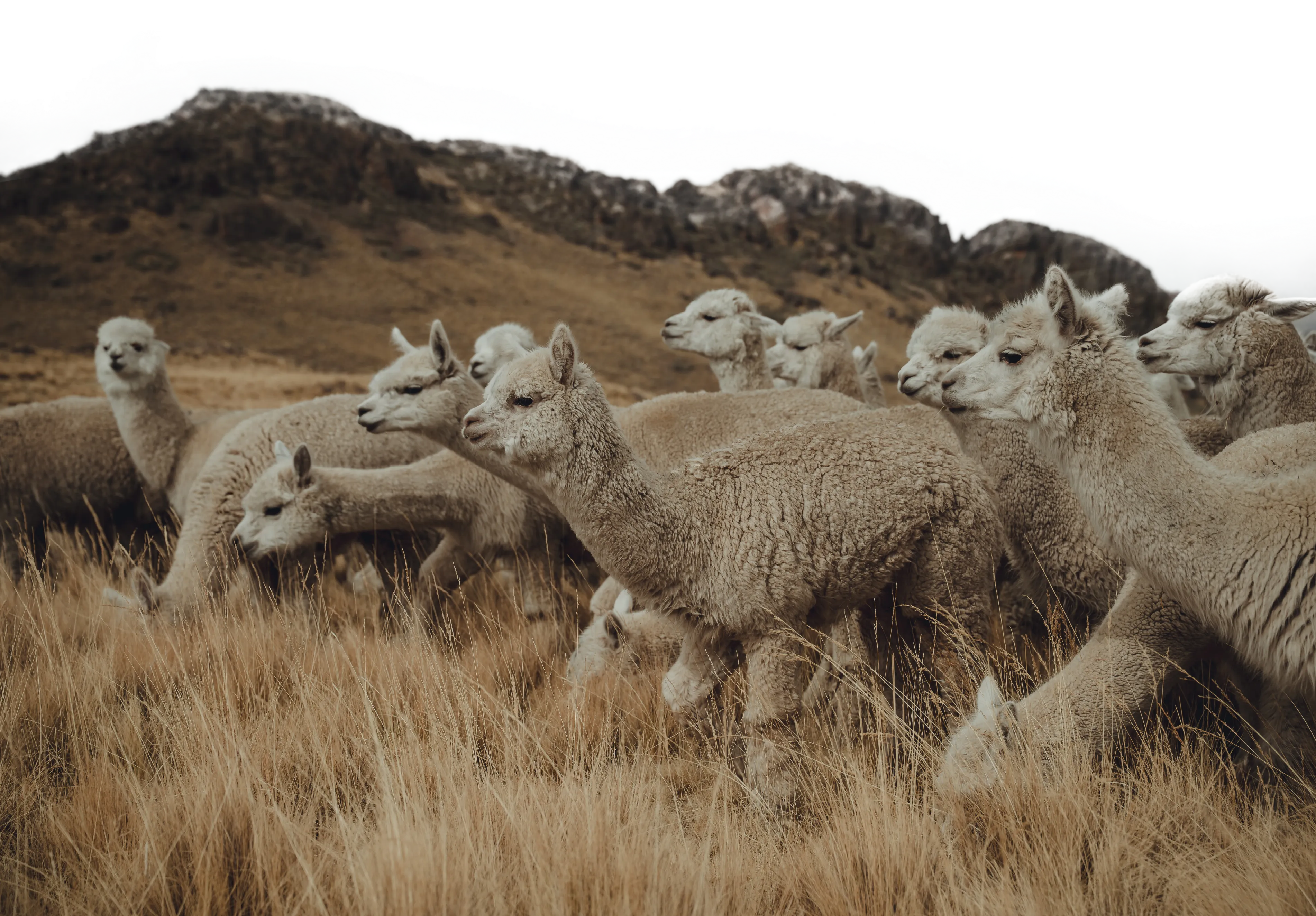 alpaca