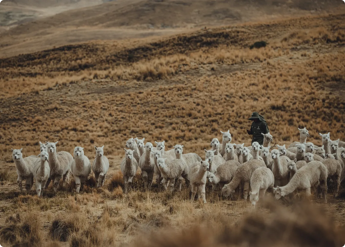 alpaca running