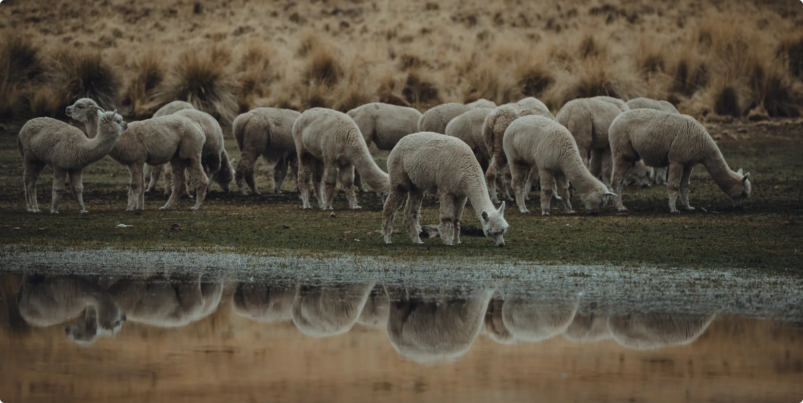 alpaca lake