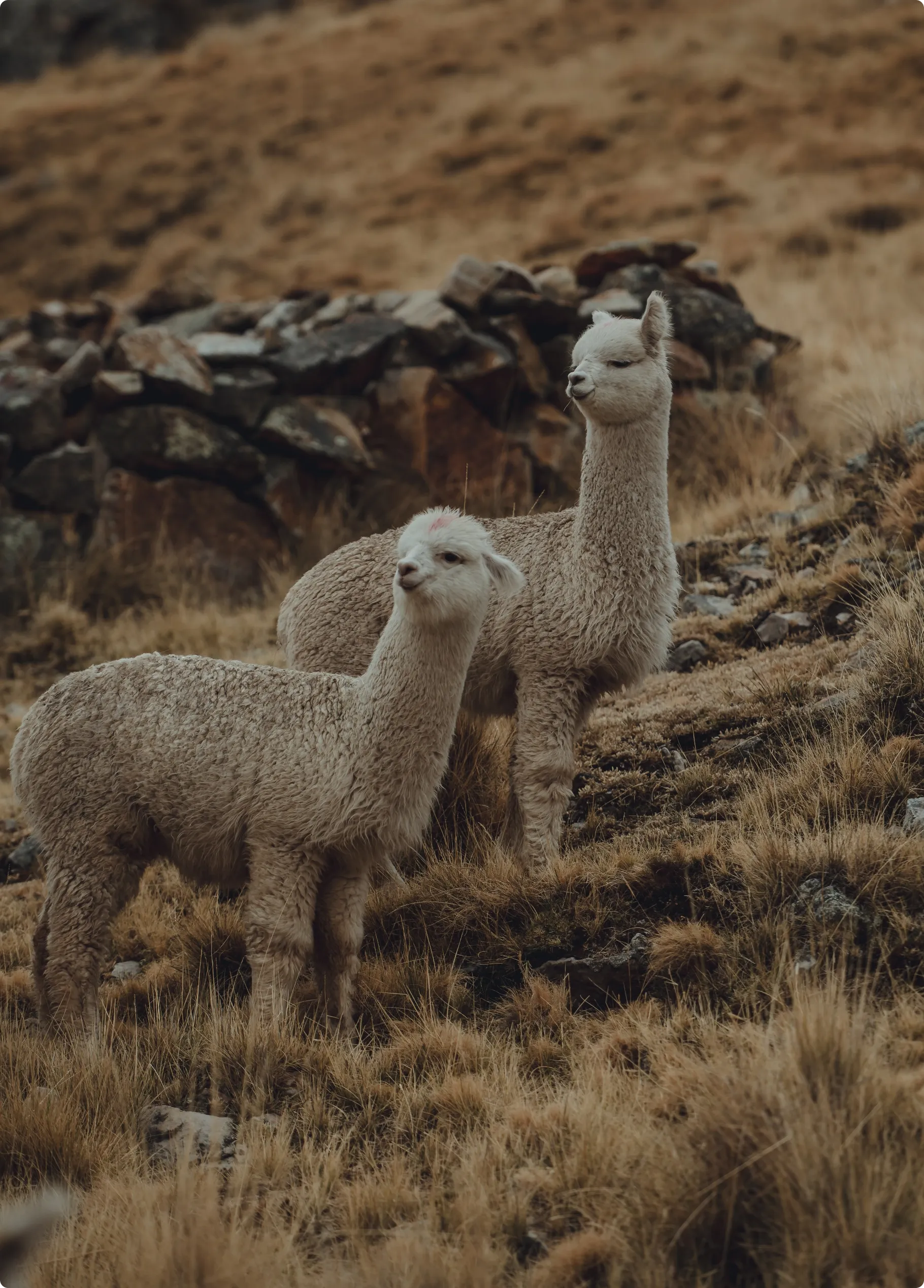 alpaca