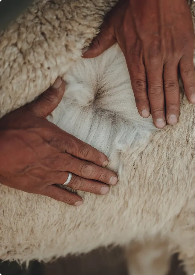 wool
