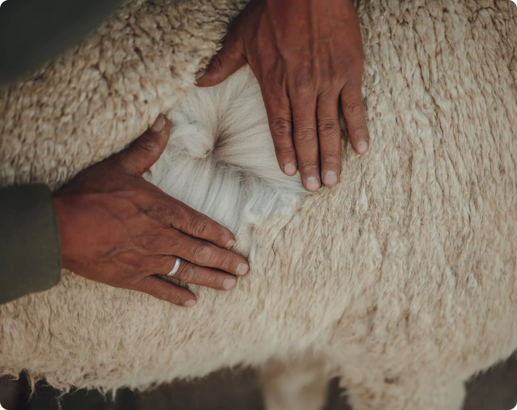 wool