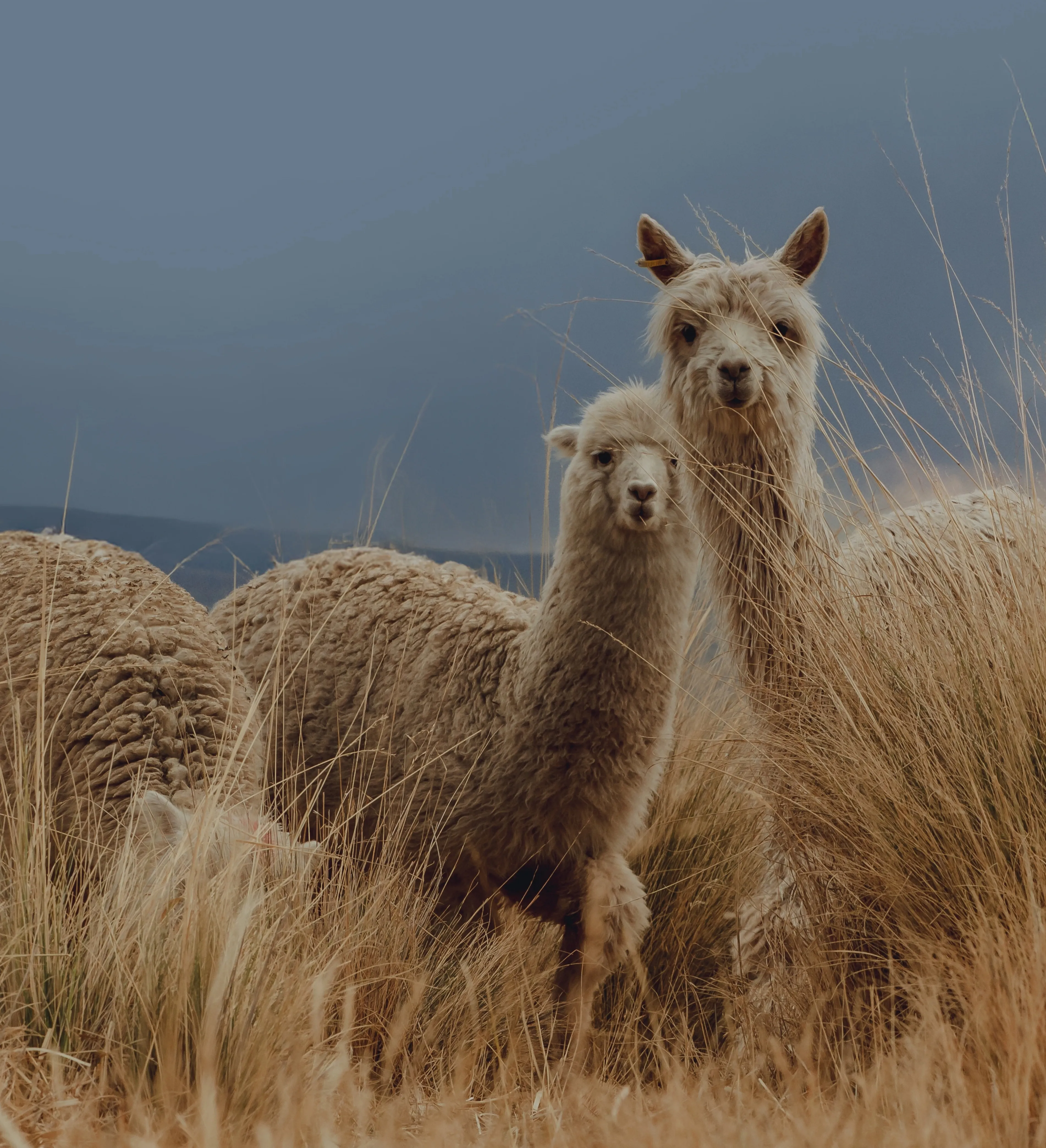 alpaca